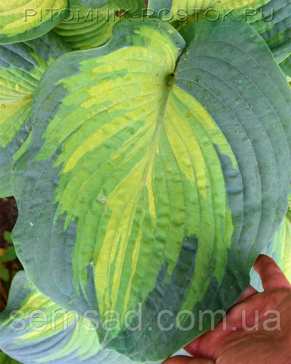 Хоста Колор Глорі \ hosta Color Glory (саджанці 1.5л )