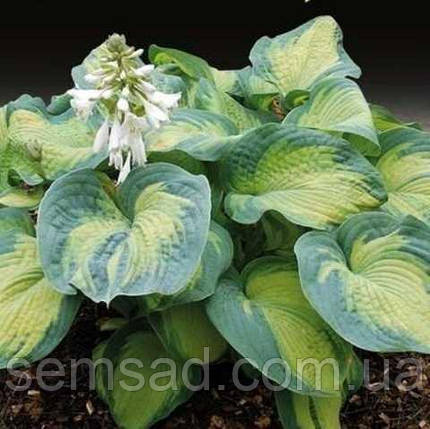 Хоста Колор Глорі \ hosta Color Glory (саджанці 1.5л ), фото 2