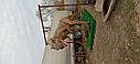 Скульптура динозавра T-REX, фото 3