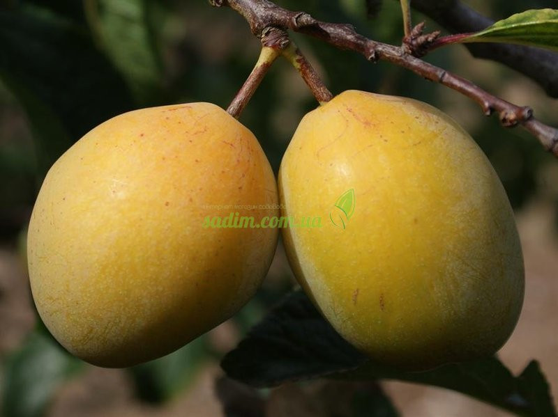 Слива Золота Крапля (здовня), фото 1