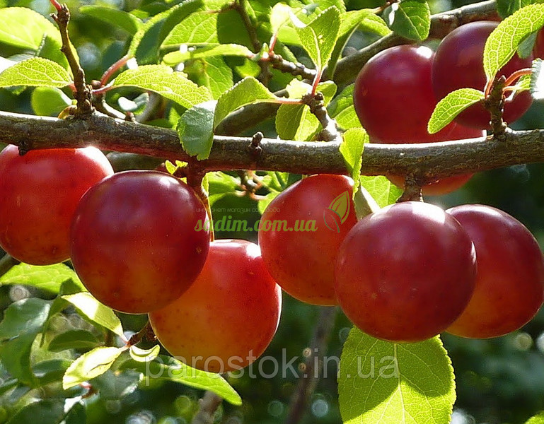 Алича Рум'яна Зірка (середньостигла), фото 1