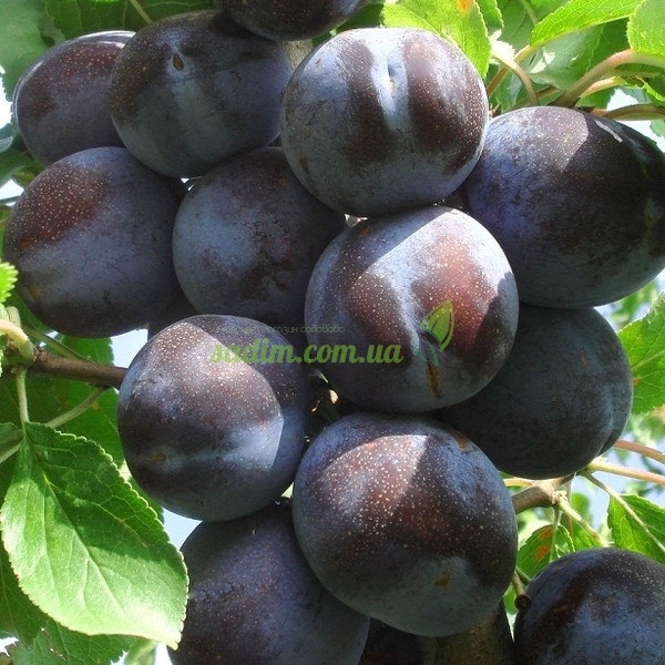 Слива Чачака великоплідна (пізня), фото 1