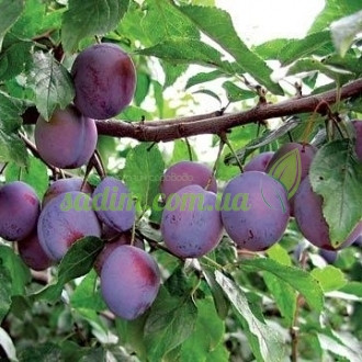Слива Тулець Грасе (середньостигла), фото 1