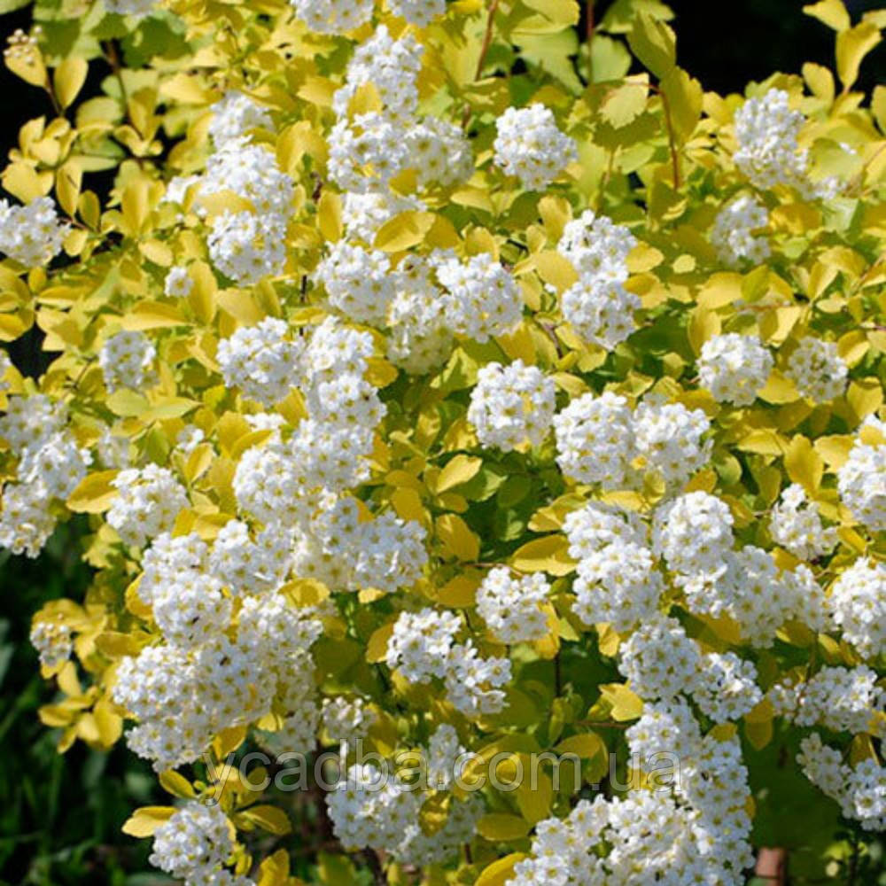 Спірея вангутта Голд Фонтейн (горшик 0,5л ), фото 1