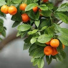 Саджанці мандарина Сатсума (Satsuma) (дворічний)- солодкий, ароматний