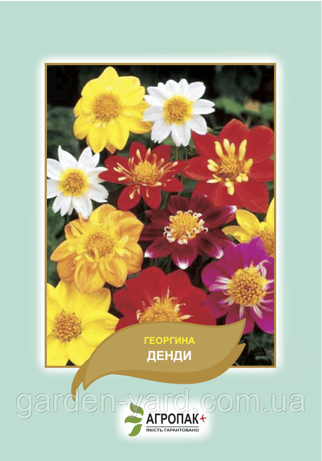 Насіння квітів жоржина Денді 0.5 г. Агропак плюс