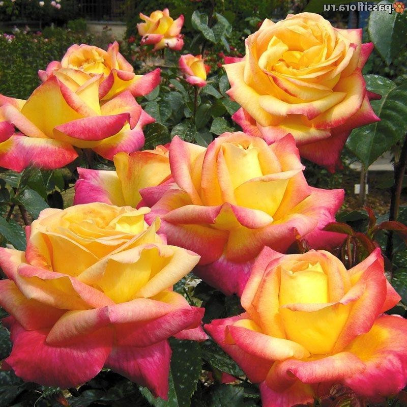 Троянда чайно-гібридна Східний Експрес, фото 1