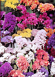 Статиця(Кермек) Limonium Qis 1000 шт Pan American Mix, фото 3