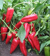 Перець солодкий "Капм" (30 шт насіння)