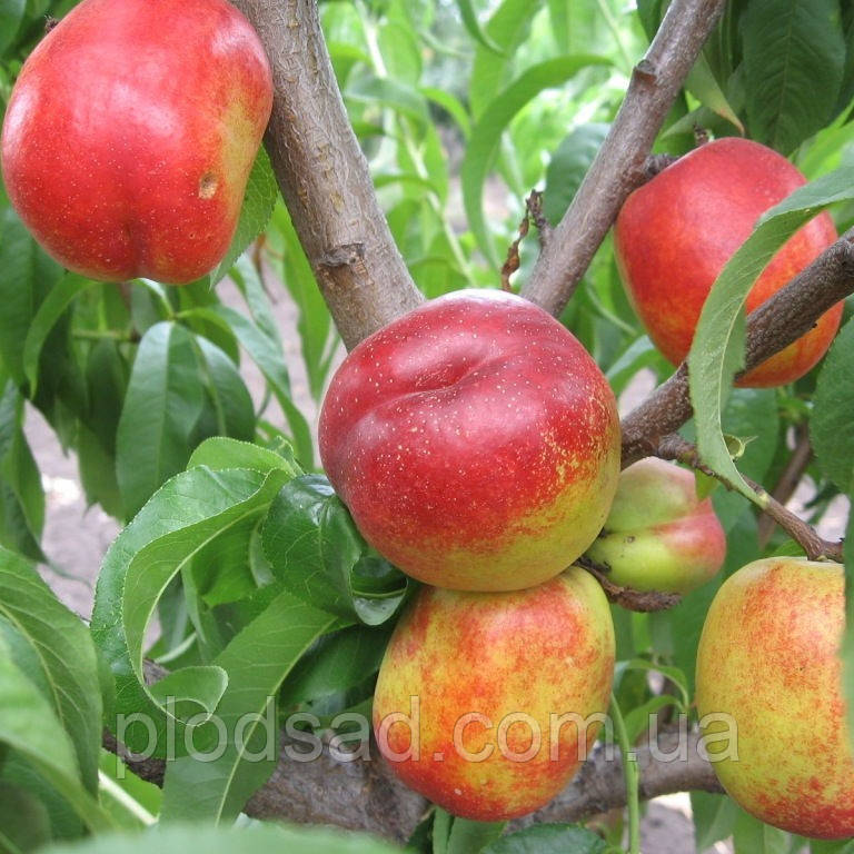 Нектарин Рубіновий 4