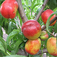 Нектарин Рубіновий 4