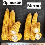 Семена кукурузы МЕГАН (50000сем./от 18кг) ПРЕМИУМ