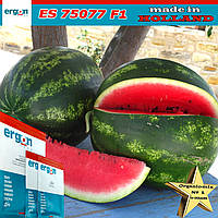 Кавун ES 75077, ТМ Ergon Seed (Гландія), 500 насіння (проф.пакет)