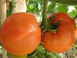 Насіння Томату Хурма (0.1г), For Hobby, TM GL Seeds, фото 4
