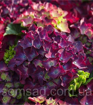 Гортензія крупнолисна "Рояль Ред Пурпл" \ Hydrangea macrophylla Royal Red Purple (саджанці 3 роки), фото 1
