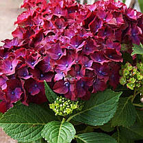Гортензія крупнолисна "Рояль Ред Пурпл" \ Hydrangea macrophylla Royal Red Purple (саджанці 3 роки), фото 3
