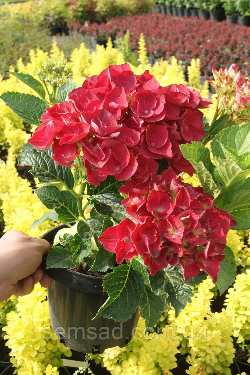 Гортензія крупнолисна "Рояль Ред " \ Hydrangea macrophylla Royal Red  ( саджанці 3 роки)