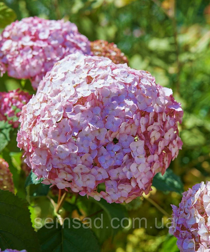 Гортензия древовидная Кендибелль Бублегум \ Hydrangea arborescens Candybelle® Bubbleg ( саженцы 2 год ) ЗКС - фото 2 - id-p1498257704