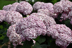 Гортензія деревовидна Кендибелль Бублегум \ Hydrangea arborescens Candybelle® Bubbleg ( саджанці 2 роки ) ЗКС, фото 2