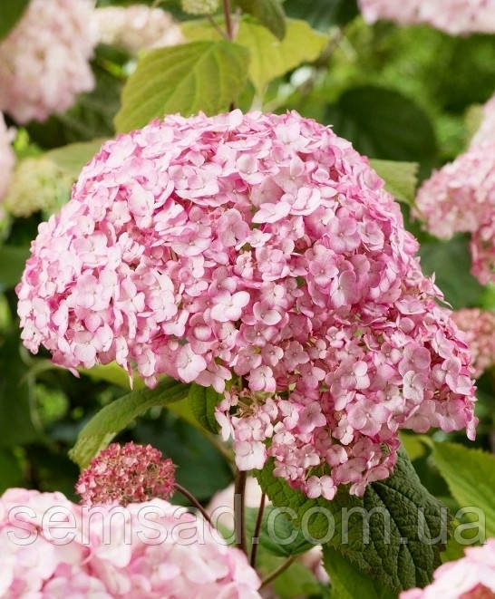 Гортензія деревовидна Кендибелль Бублегум \ Hydrangea arborescens Candybelle® Bubbleg ( саджанці 2 роки ) ЗКС