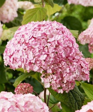 Гортензія деревовидна Кендибелль Бублегум \ Hydrangea arborescens Candybelle® Bubbleg ( саджанці 2 роки ) ЗКС, фото 1