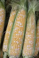 Мармурова кукурудза 20 000 насінин на 36сот Біколор Мнагор, ранньостигле насіння солодкої кукурудзи