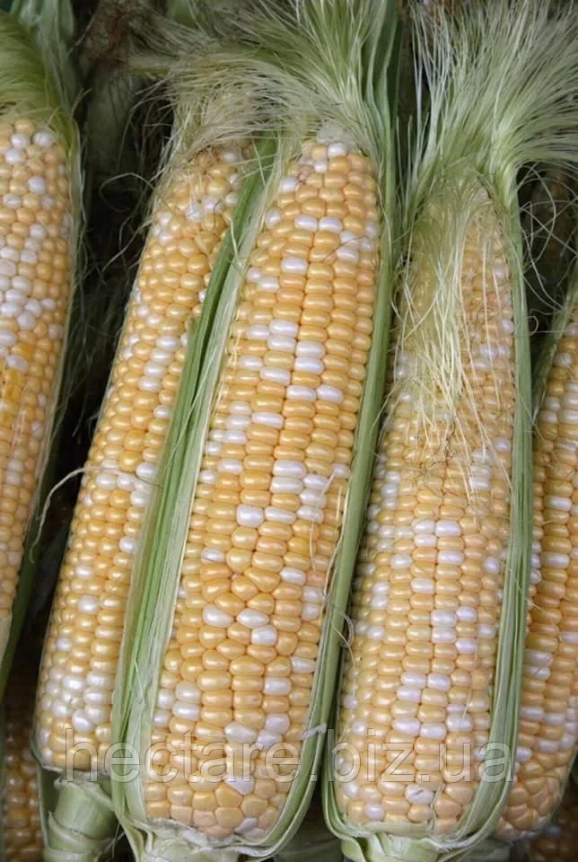 Мармурова кукурудза 4 000нас на 7сот біколор Мнагор, ранньостигла цукрова кукурудза насіння солодкої кукурудзи