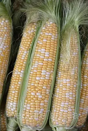 Мармурова кукурудза 4 000нас на 7сот біколор Мнагор, ранньостигла цукрова кукурудза насіння солодкої кукурудзи, фото 2