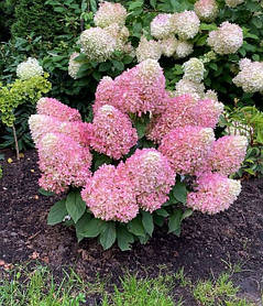 Гортензія волотиста Літл Фреско \ Hydrangea paniculata Little Fresco ( саджанці 2 роки С3л ) Новинка