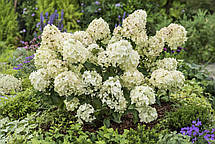 Гортензія волотиста Петіт Стар \ Hydrangea paniculata Petite Star (саджанці 3 роки С5л ), фото 2