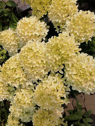 Гортензія волотиста Уайтлайт \ hydrangea paniculata Whitelight (саджанці 3 роки С5л ) Новинка, фото 1