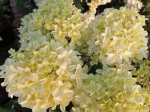 Гортензія волотиста Уайтлайт \ hydrangea paniculata Whitelight (саджанці 3 роки С5л ) Новинка, фото 4