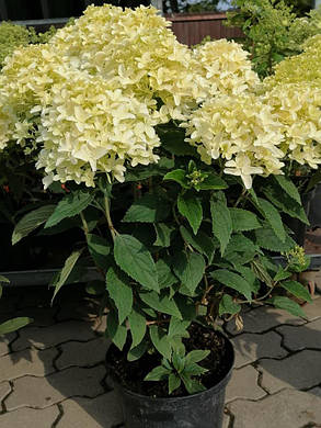 Гортензія волотиста Уайтлайт \ hydrangea paniculata Whitelight (саджанці 3 роки С5л ) Новинка, фото 3