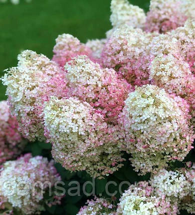 Гортензія волотиста "Бобо" \ Hydrangea Bobo ( саджанці 3 роки С3л ), фото 1