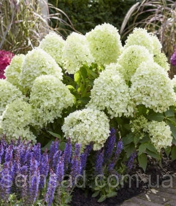 Гортензія волотиста Літл Спукі \ Hydrangea paniculata Little Spooky (саджанці 3 роки С5л ) Новинка, фото 2