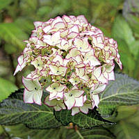 Гортензия крупнолистная "DOLCE FRANCE". Hydrangea macrophylla "DOLCE FRANCE".