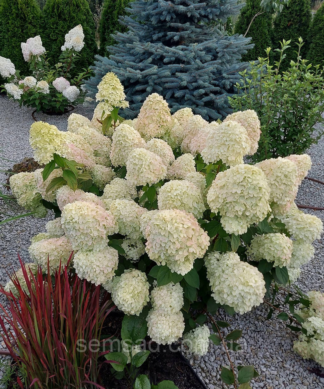 Гортензія волотиста Лівінг Саммер Сноу \ Hydrangea living summer snow ( саджанці 4 роки С5л ) Новинка