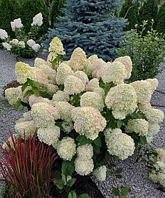 Гортензія волотиста Лівінг Саммер Сноу \ Hydrangea living summer snow ( саджанці 4 роки С5л ) Новинка