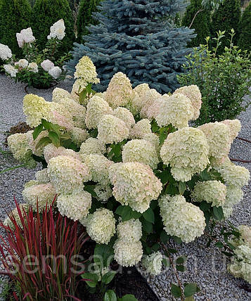 Гортензія волотиста Лівінг Саммер Сноу \ Hydrangea living summer snow ( саджанці 4 роки С5л ) Новинка, фото 2