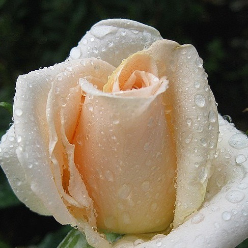 Роза чайно-гибридная Осиана - фото 1 - id-p18906920