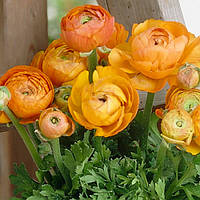 Жовтець (Ранункулюс)