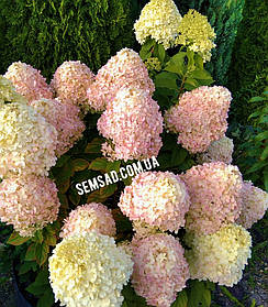 Гортензія волотиста "Меджік Світ Саммэр" \Hydrangea Magical Sweet Summ ( саджанці 3 роки С5л  )