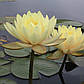Німфея "Інер Лайт" — Nymphaea "Inner Light", фото 5