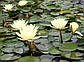 Німфея "Інер Лайт" — Nymphaea "Inner Light", фото 6