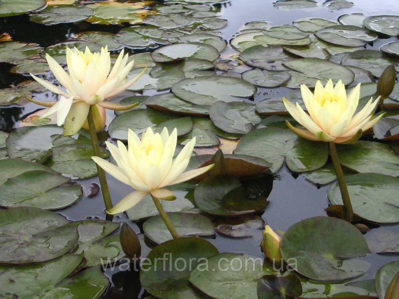 Нимфея "Иннэр Лайт" - Nymphaea "Inner Light" - фото 6 - id-p231360541