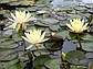 Німфея "Інер Лайт" — Nymphaea "Inner Light", фото 7