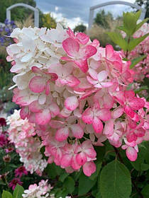 Гортензія волотиста Меджікал Адс \ Hydrangea paniculata 'Magical Andes' (саджанці 3 роки С5л )