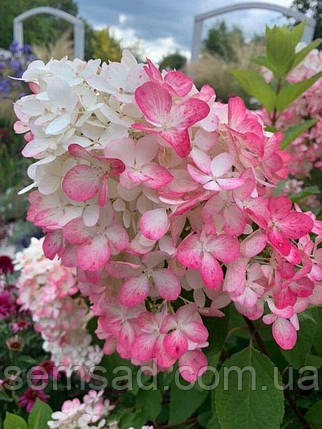 Гортензія волотиста Меджікал Адс \ Hydrangea paniculata 'Magical Andes' (саджанці 1 рік ), фото 1