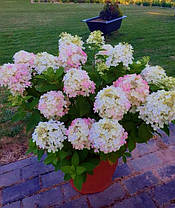 Гортензія волотиста Меджікал Адс \ Hydrangea paniculata 'Magical Andes' (саджанці 1 рік ), фото 3