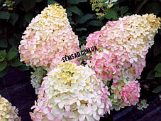 Гортензія волотиста Меджікал Адс \ Hydrangea paniculata 'Magical Andes' (саджанці 1 рік ), фото 4